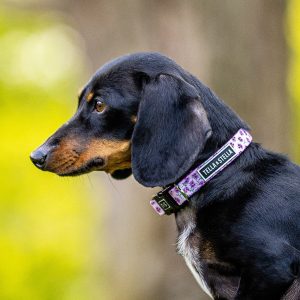 Tella&Stella  Collier pour chien Violette